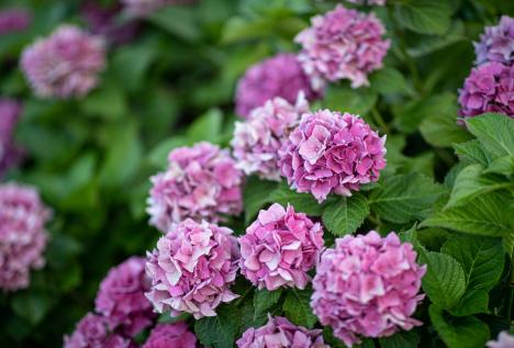 hotel-finkenhof-detail-blume-123-130
