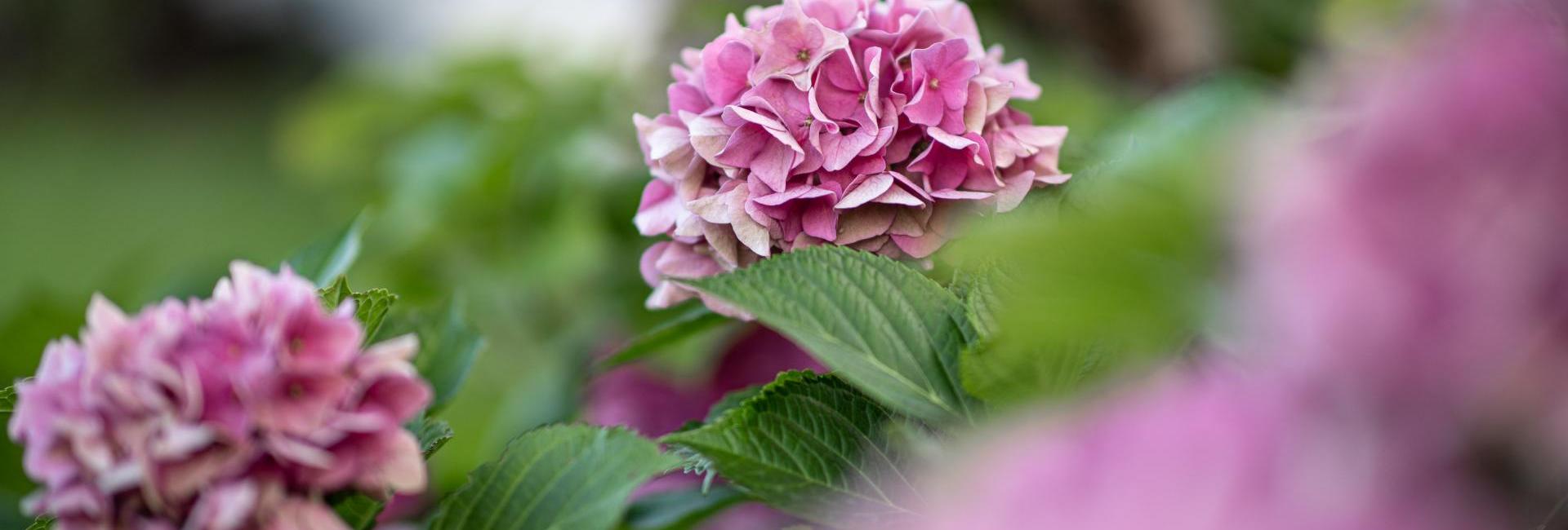 hotel-finkenhof-detail-blume-124-130